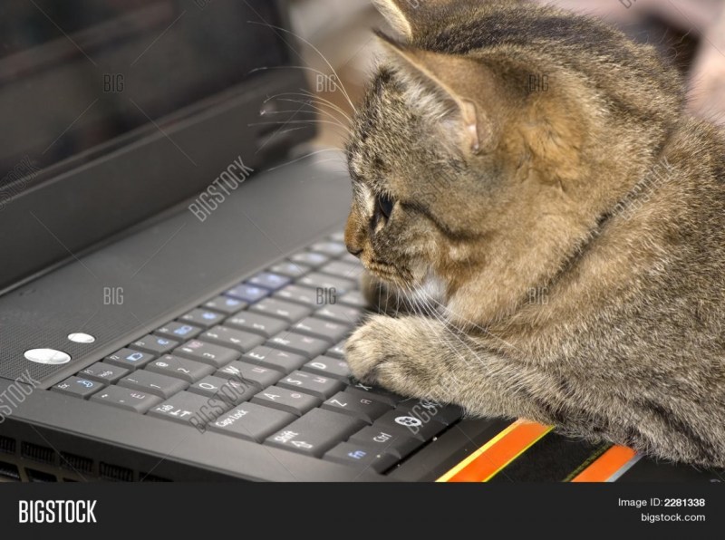 Кот печатает