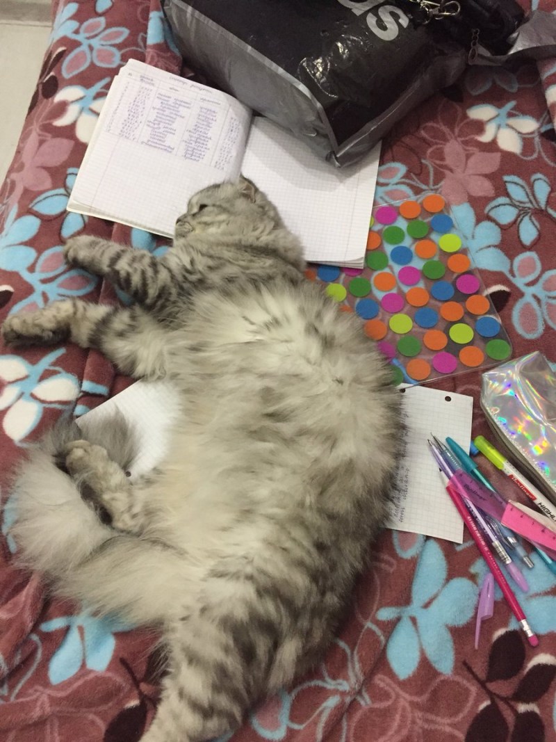 Cat написать