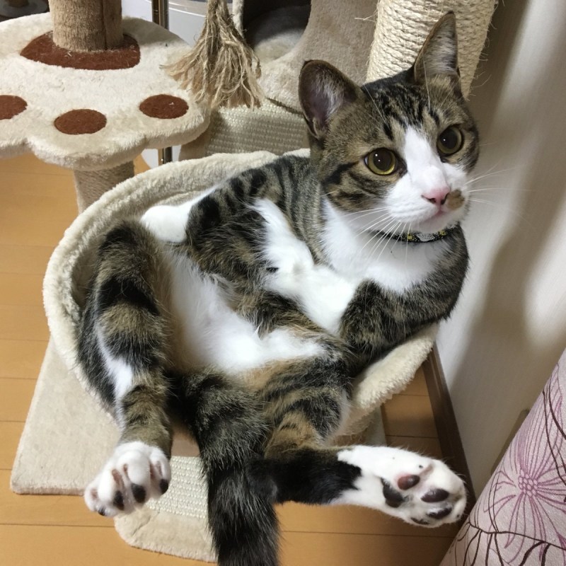 Кошки приколисты