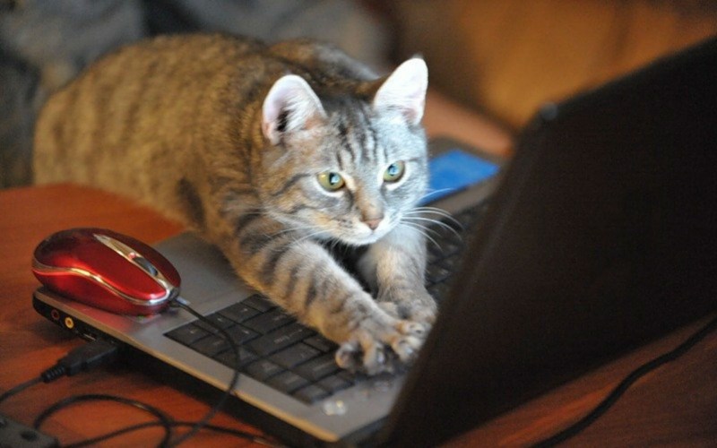 Котики в интернете