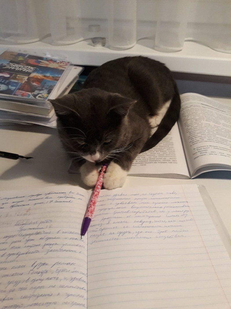 Кот пишет