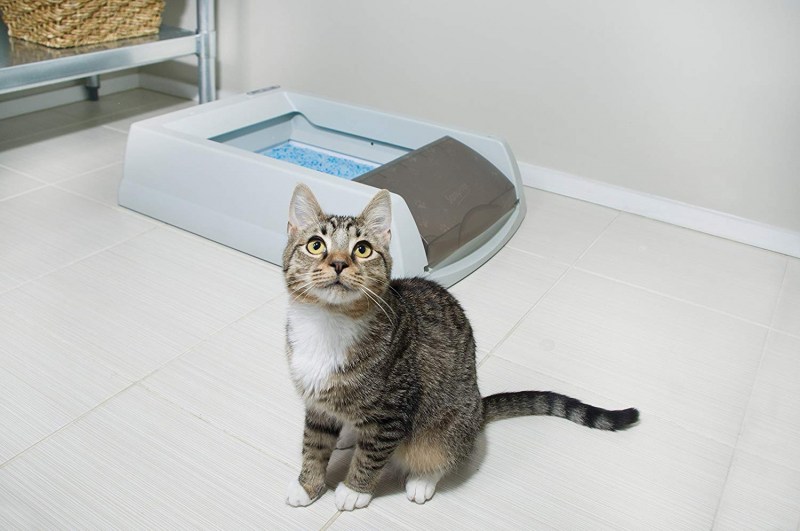 Кошка ходит в лоток