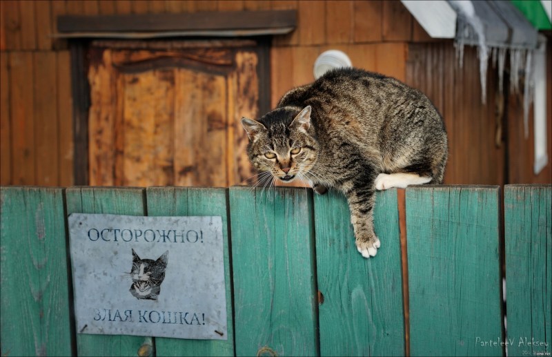 Кот охраняет дом