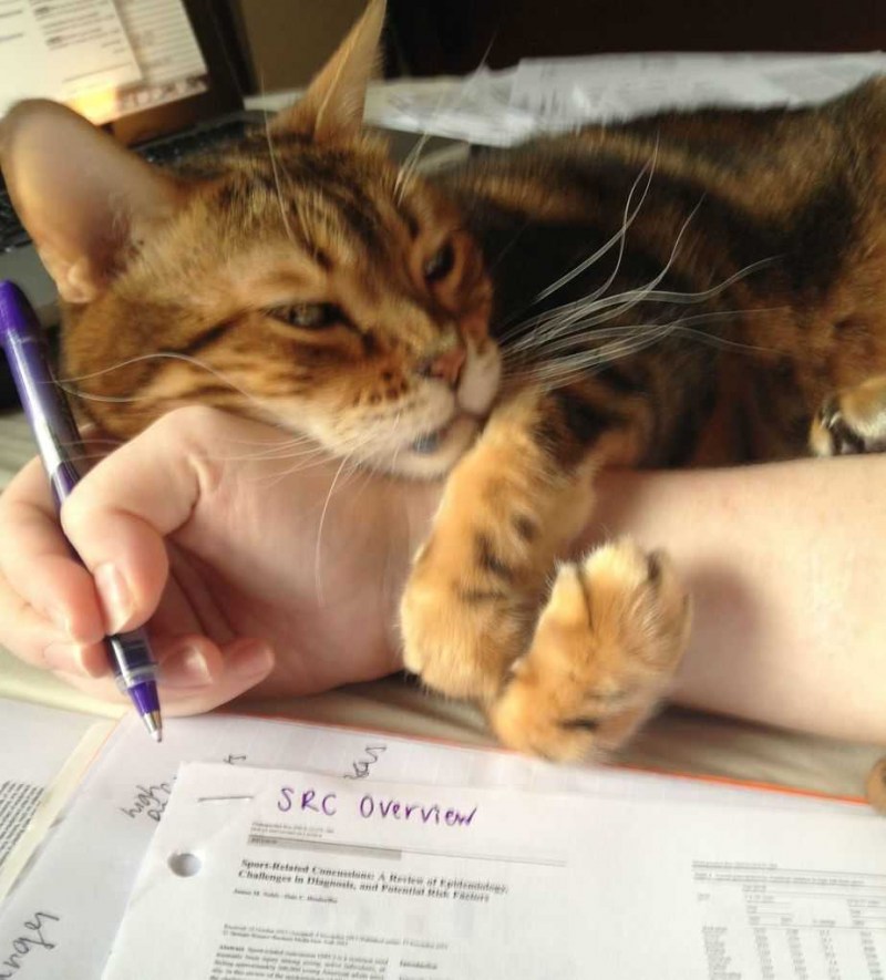 Котики для поднятия настроения