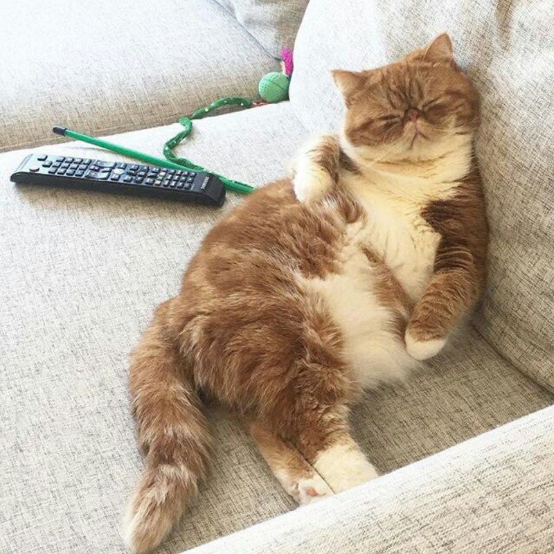 Котик убирается