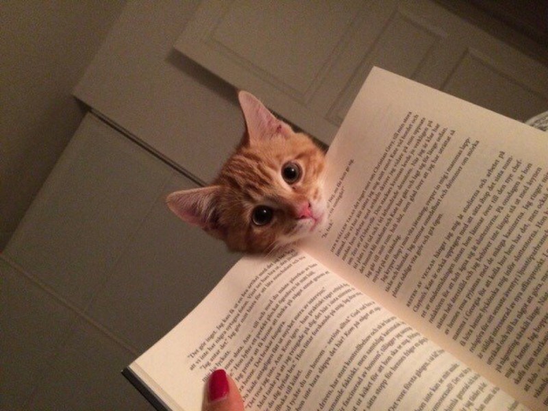 Кот с книгой