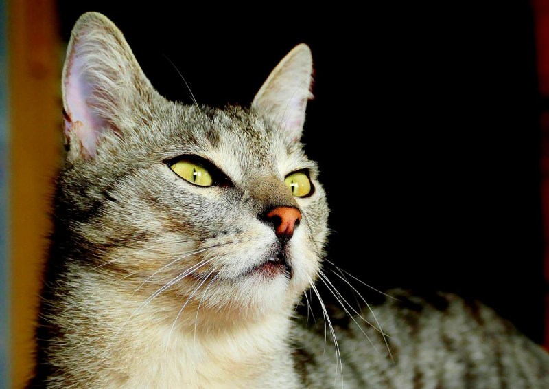 Кошка с близко посаженными глазами