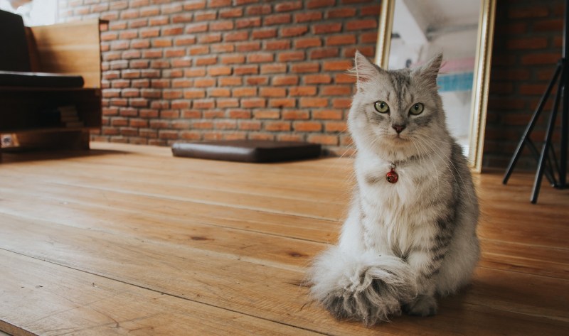 Красивый кот на полу
