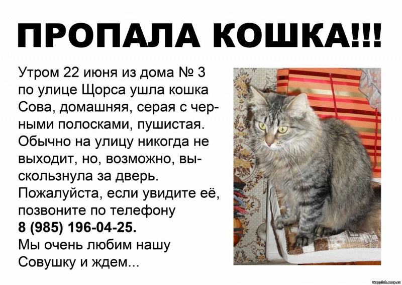 Объявление о пропаже кота