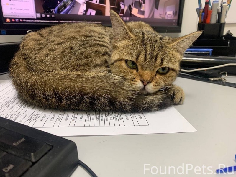Смешные коты которые работают
