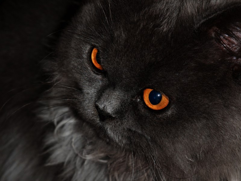 Котики арт