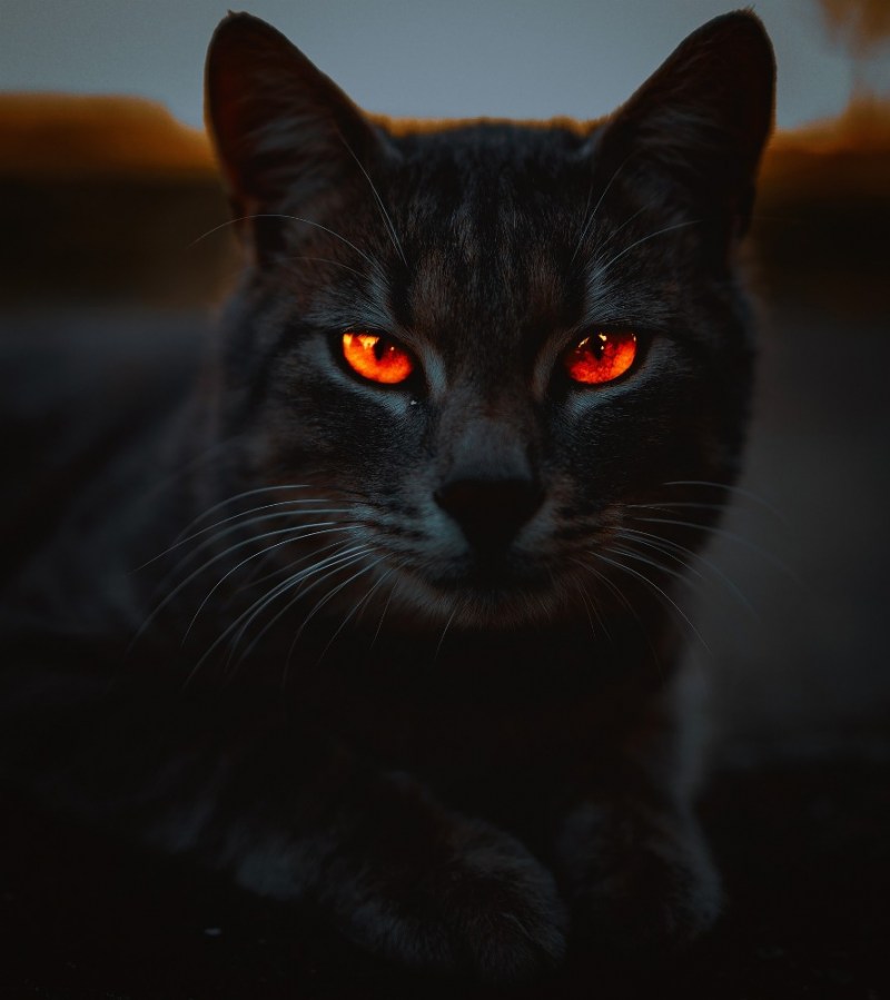 Чёрный кот с красными глазами