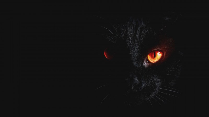 Коты с красными глазами