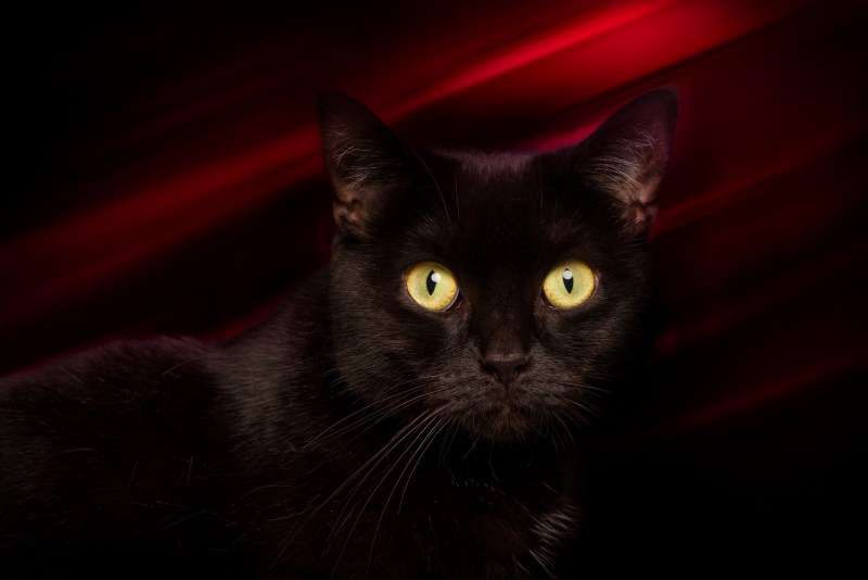 Кот арт