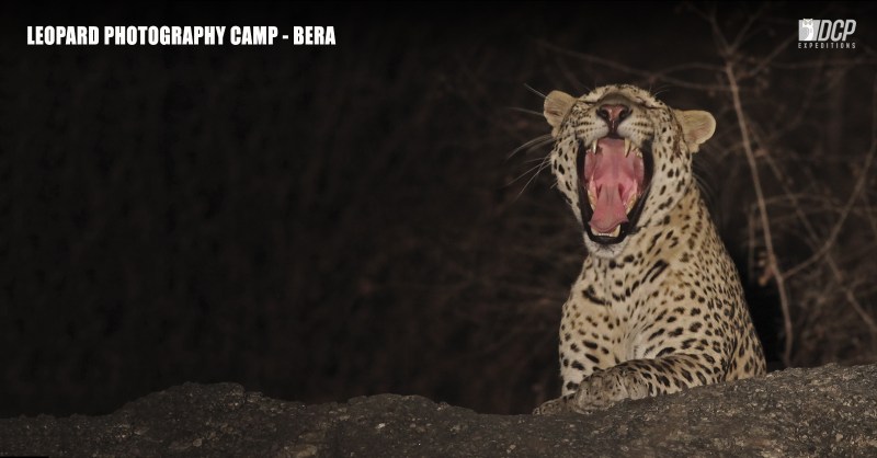 Леопард Panthera pardus