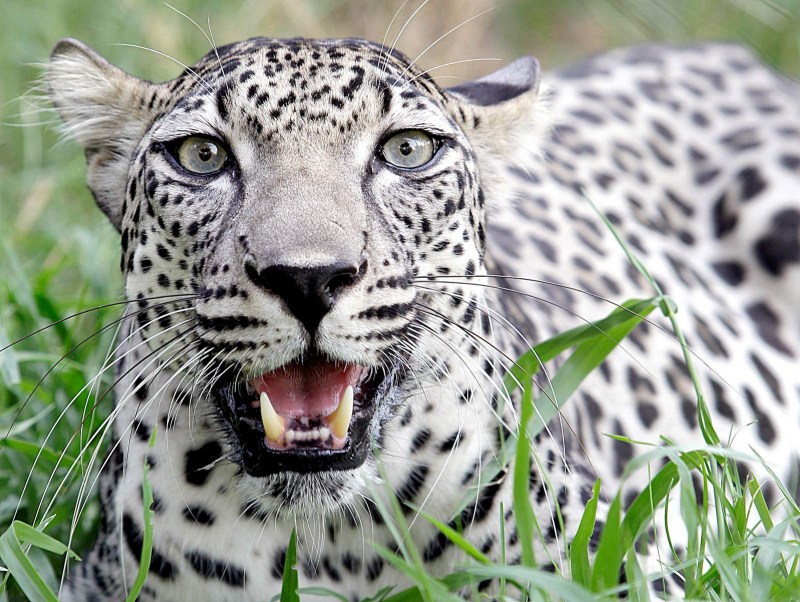 Леопард Panthera pardus