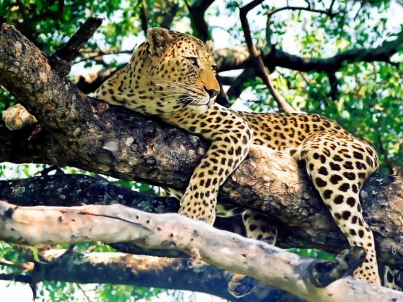 Леопард (Panthera pardus) (Linnaeus, 1758)