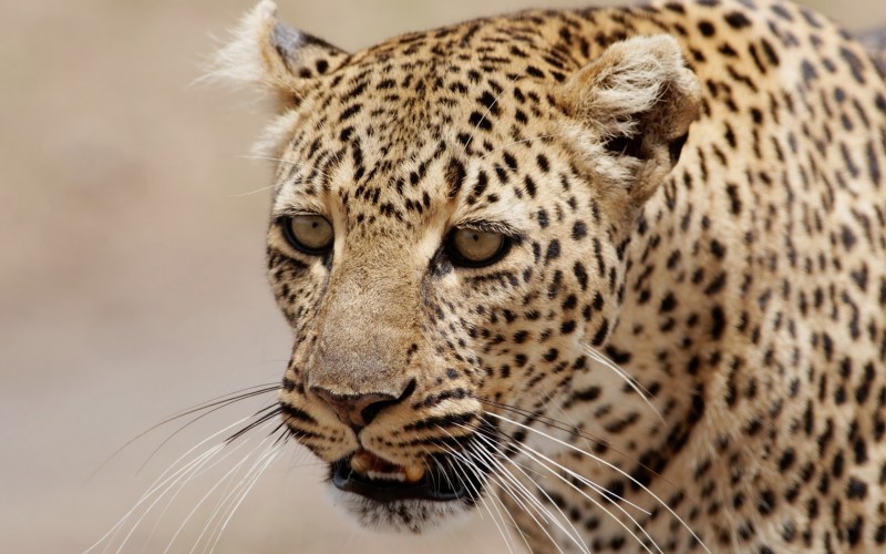 Леопард Panthera pardus