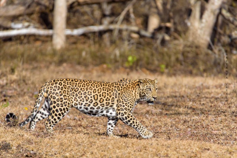 Переднеазиатский леопард (Panthera pardus ciscaucasica)