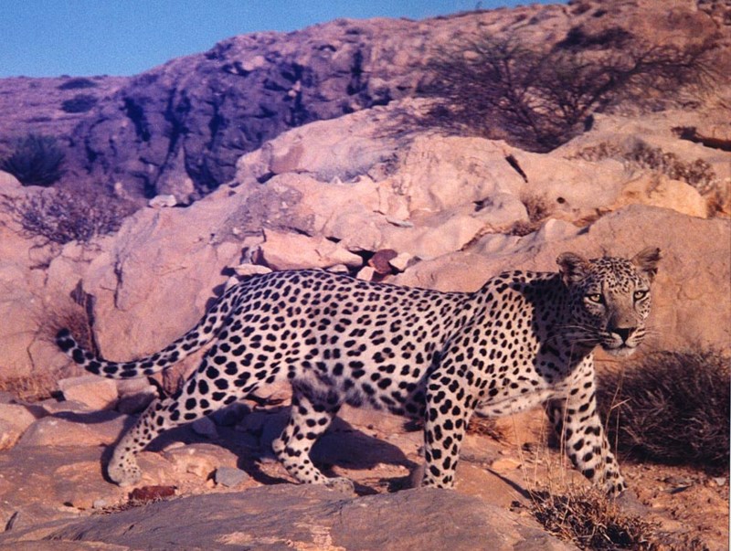 Panthera pardus Nimr