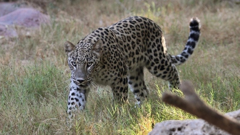 Panthera pardus ciscaucasica обои
