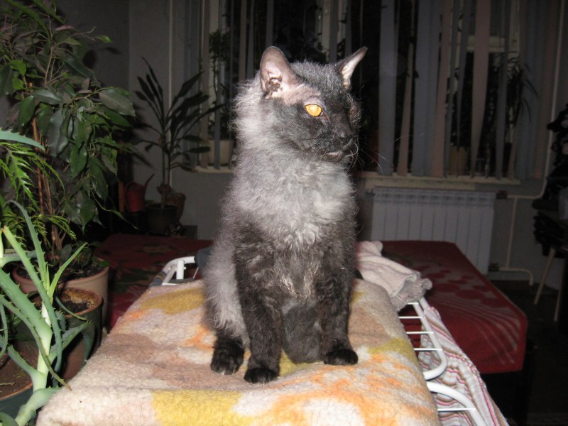 Породы кошек со сломанными ушами