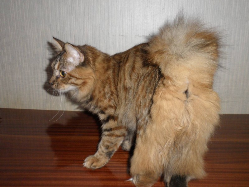 Кот с хвостом