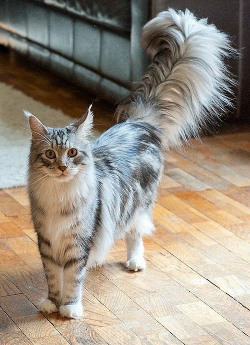 Хвостик кошечки