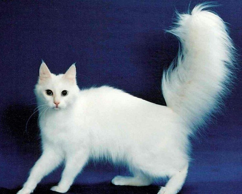Котенок родился без хвоста