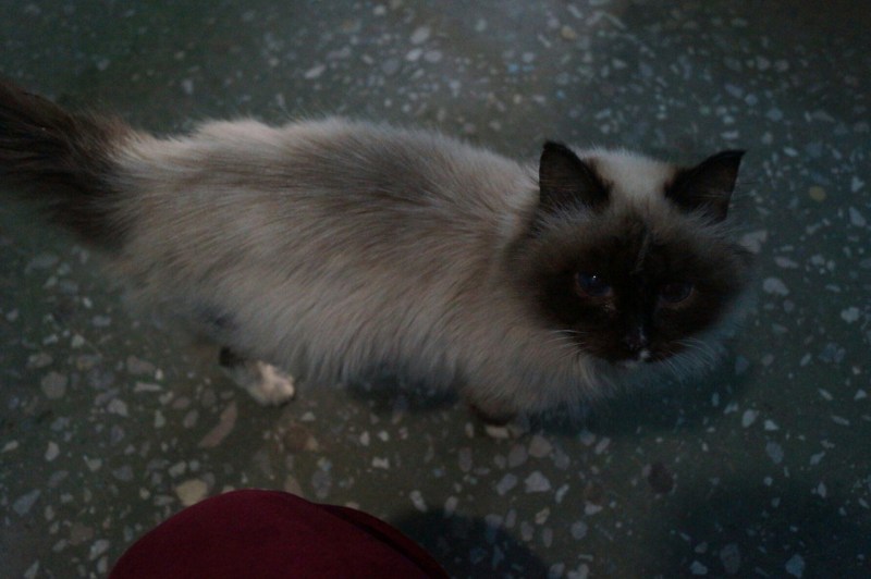 Двуногий кот