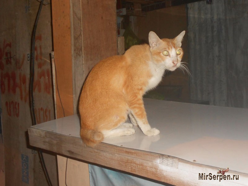 Коты с поломанным хвостом