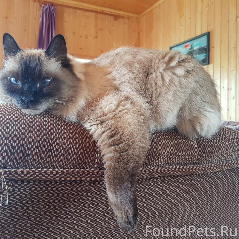 Длинный кошачий хвост