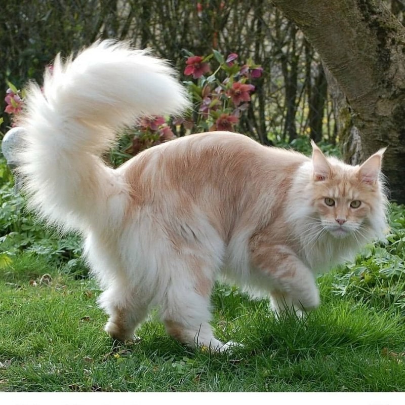 Европейский кот белый