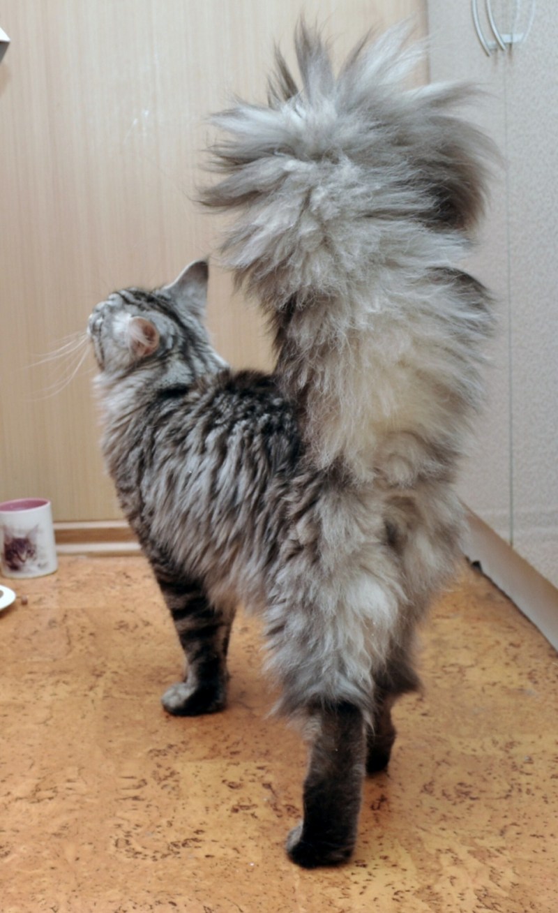 Белый кошачий хвост