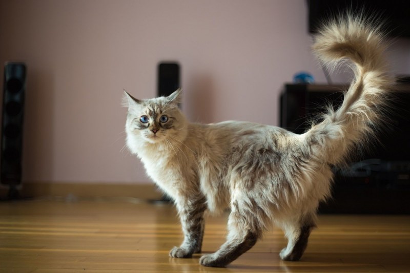 Кошка пушистая Мейн кун