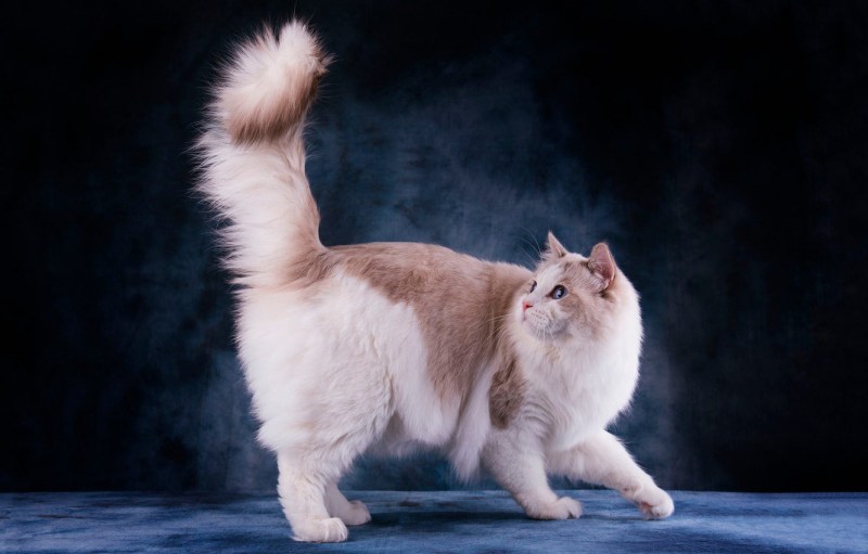 Кот Сигнус с самым длинным хвостом