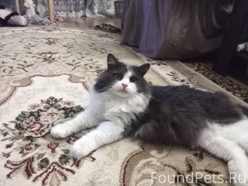 Мейн кун бобтейл