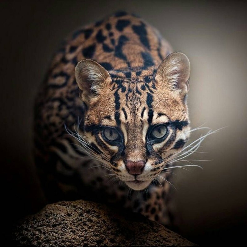 Бенгальский кот дикий