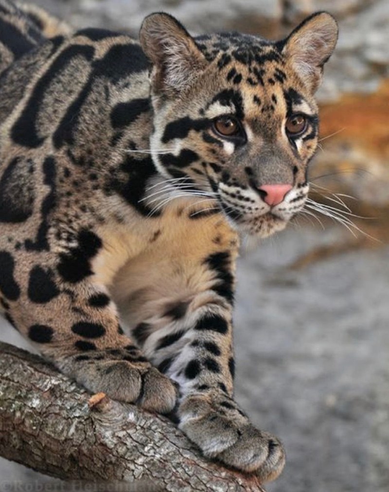 Дальневосточный Лесной кот (Prionailurus bengalensis euptilurus)