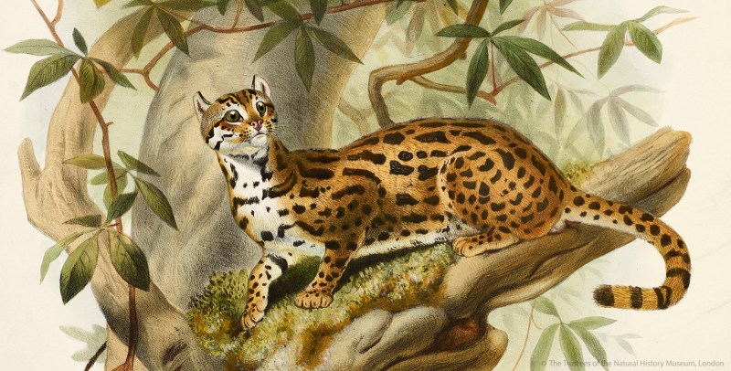 Бенгальская кошка