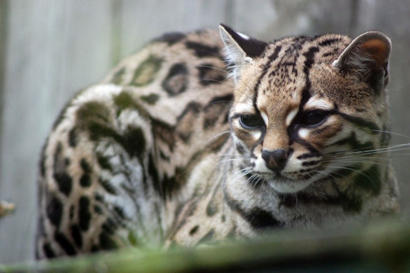 Prionailurus bengalensis bengalensis