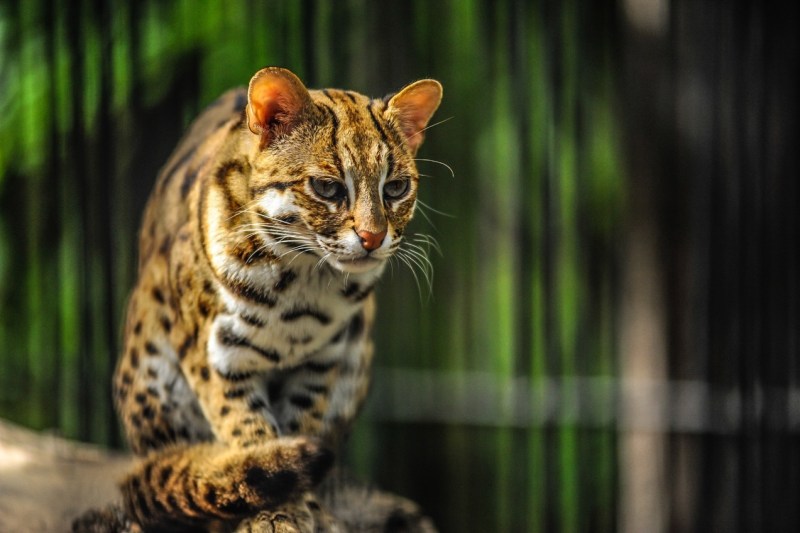 Prionailurus bengalensis bengalensis