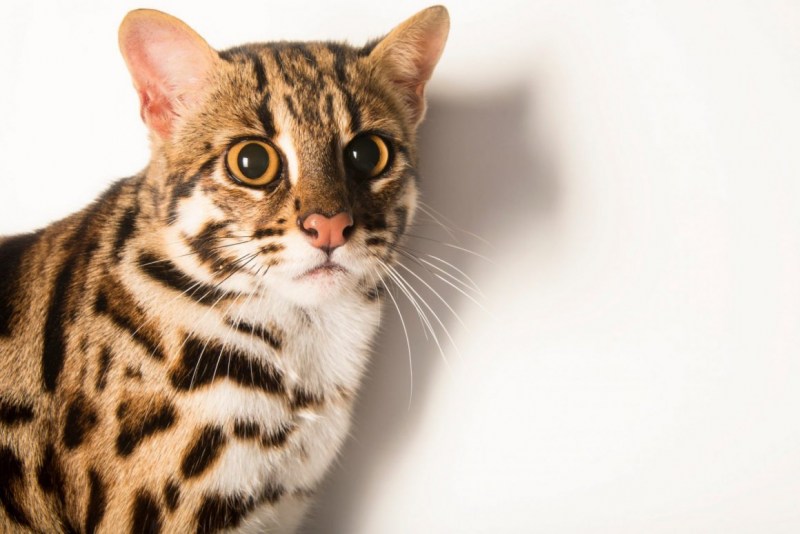 Prionailurus bengalensis
