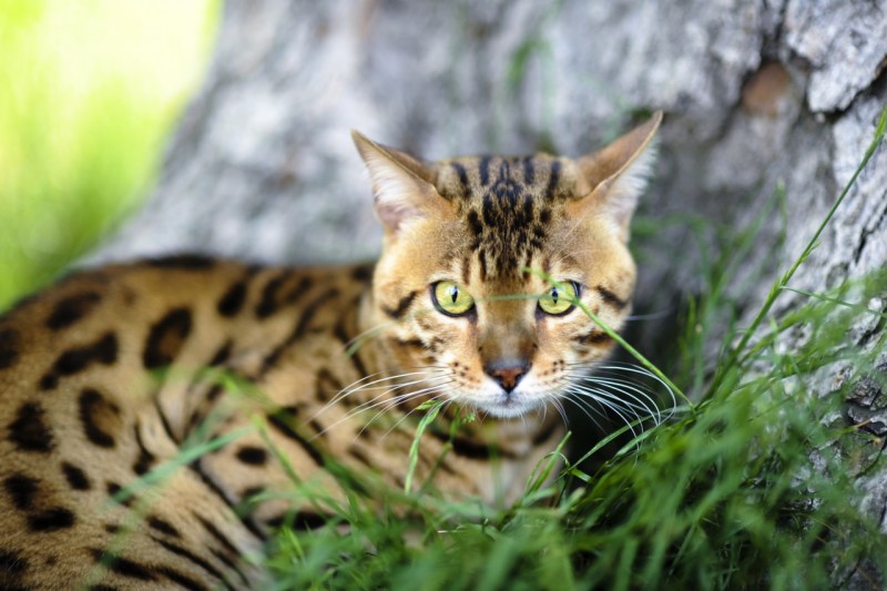 Бенгальской дикой (Prionailurus bengalensis)