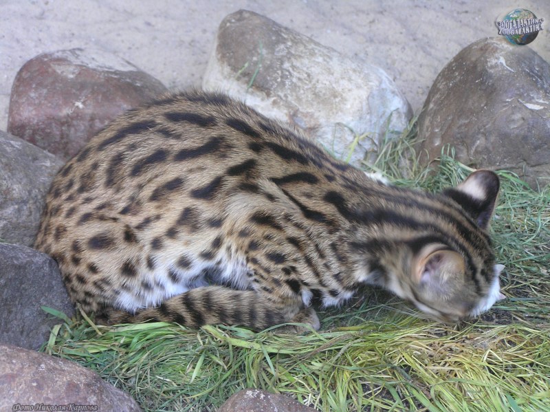 Кошка Ашера