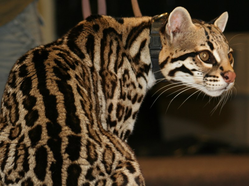 Prionailurus bengalensis
