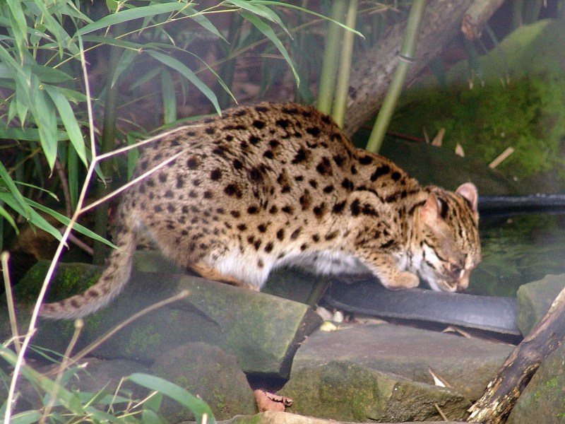 Prionailurus bengalensis