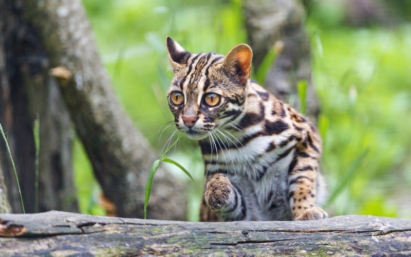 Prionailurus bengalensis