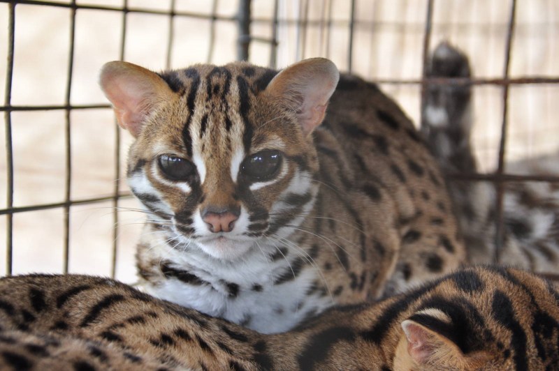Леопардовый кот (Prionailurus bengalensis)