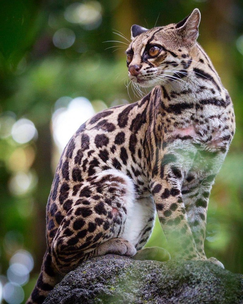 Бенгальский кот дикий